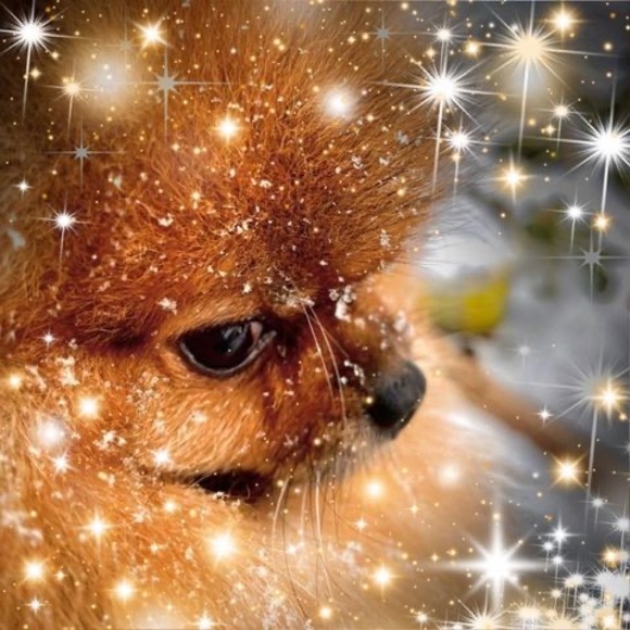 Meet your Posher, Luxi - Picture 1 of 1